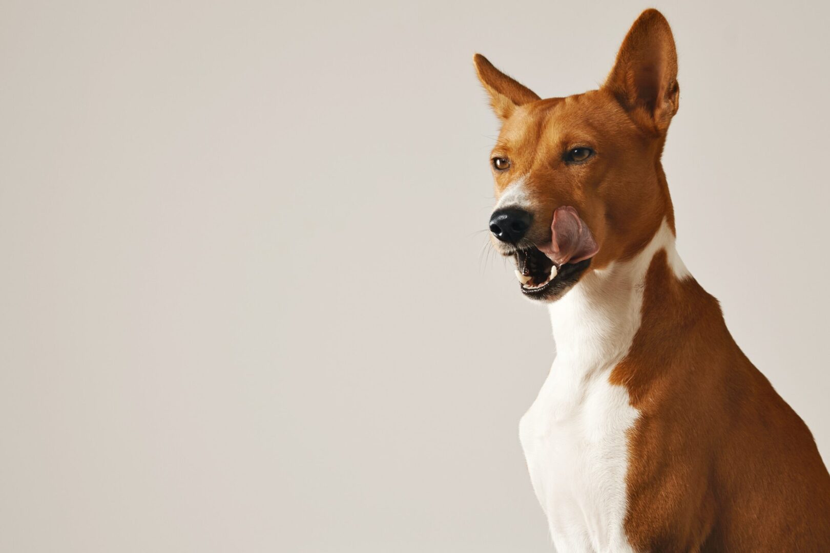 The Basenji