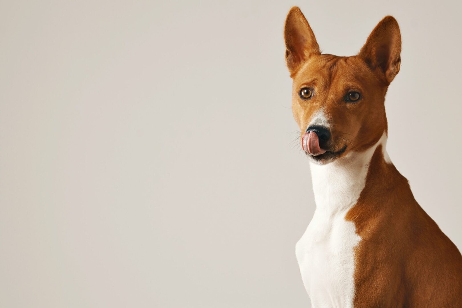 Basenji