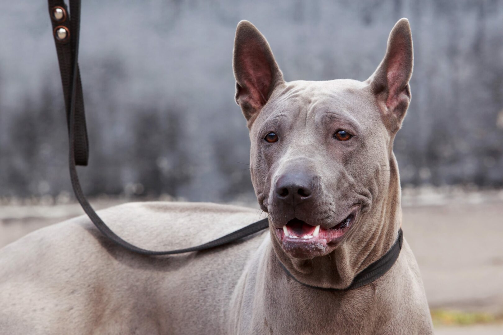 Thai Ridgeback