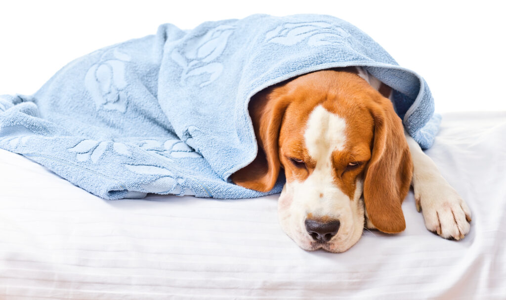 Dog Concussions and Brain Injury Simply For Dogs