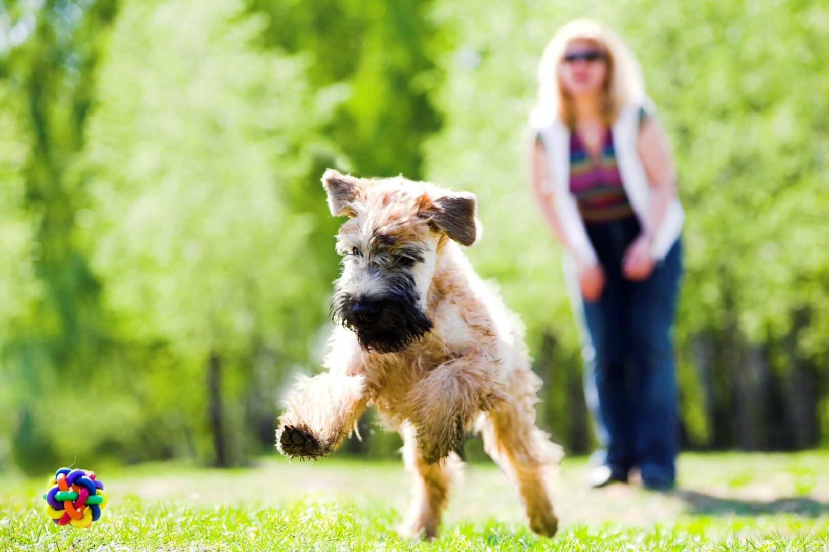 Soft-Coated Wheaten Terrier