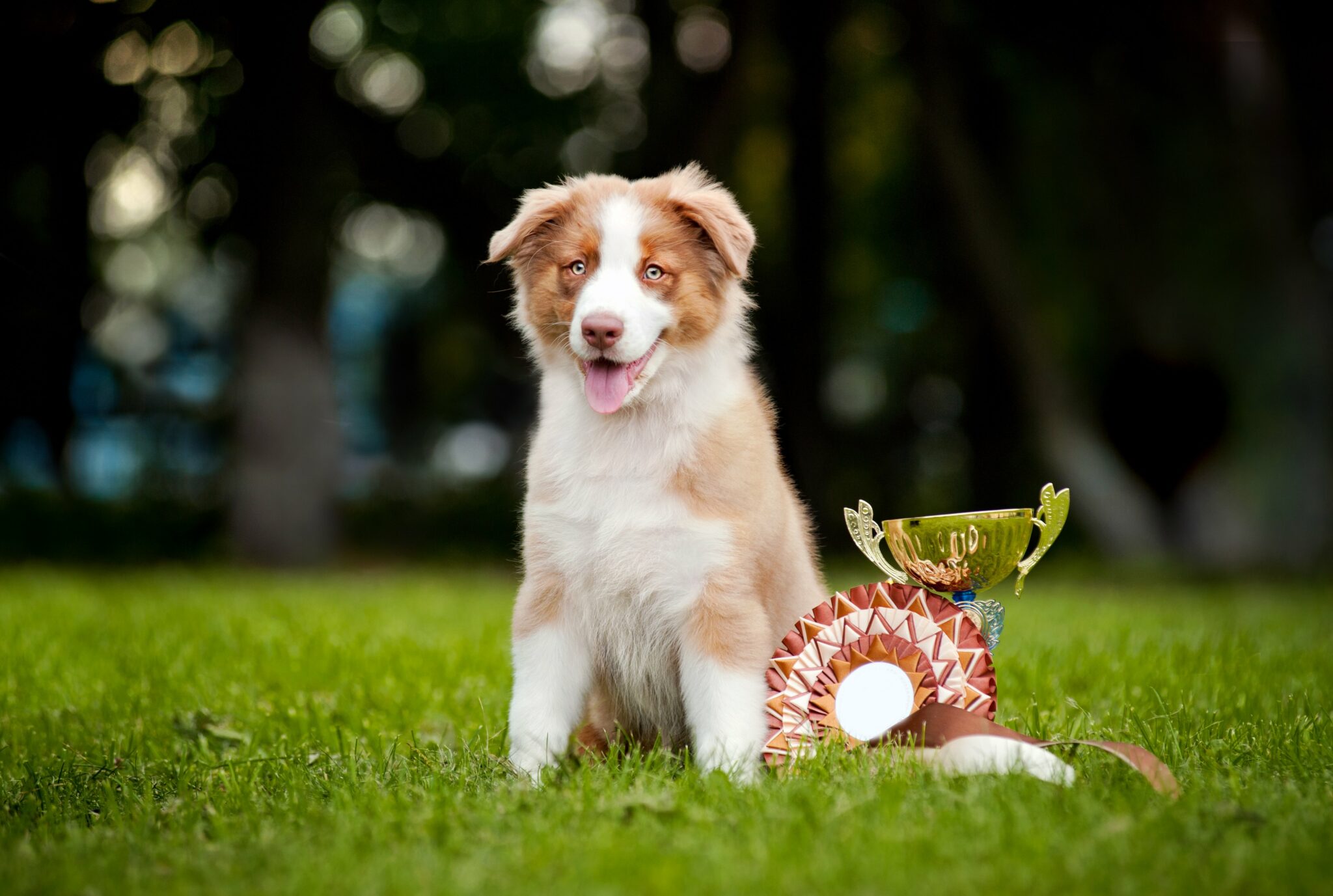 dog-show-terminology-from-a-z-why-people-love-this-simply-for-dogs