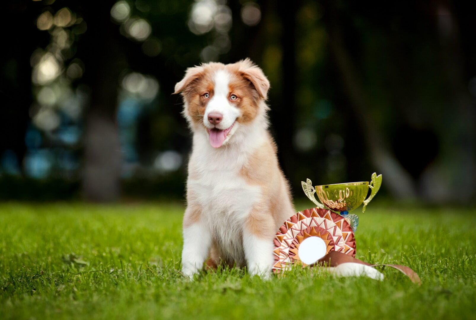 Dog Show Terminology