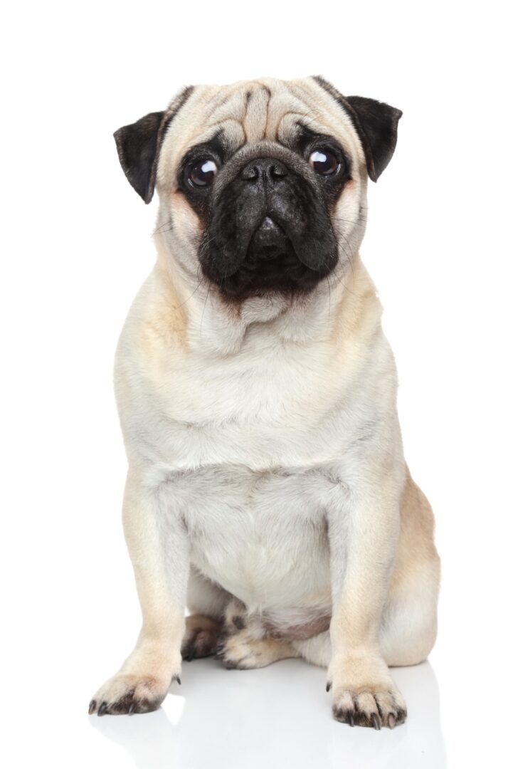 Pug