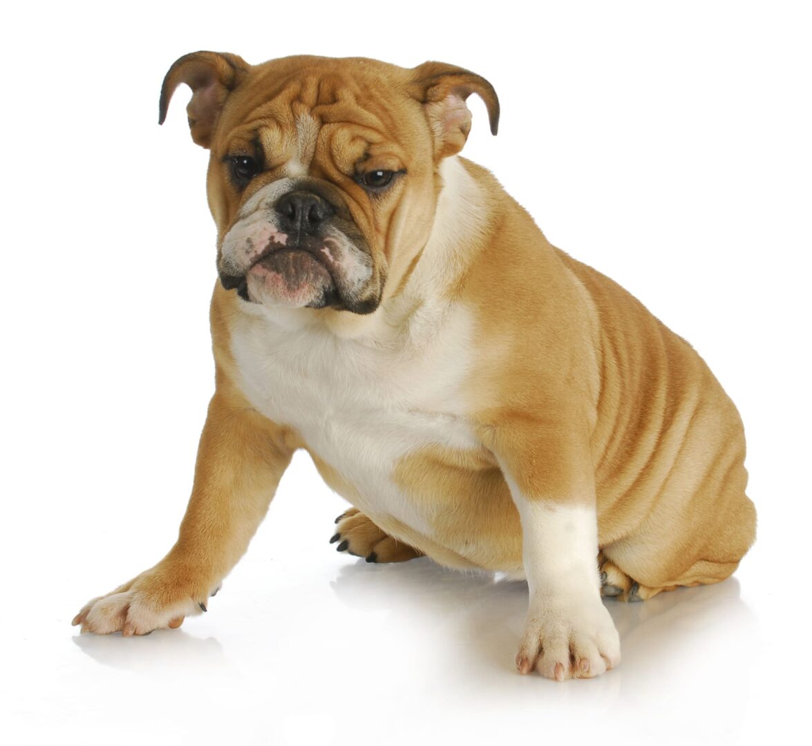 English Bulldog