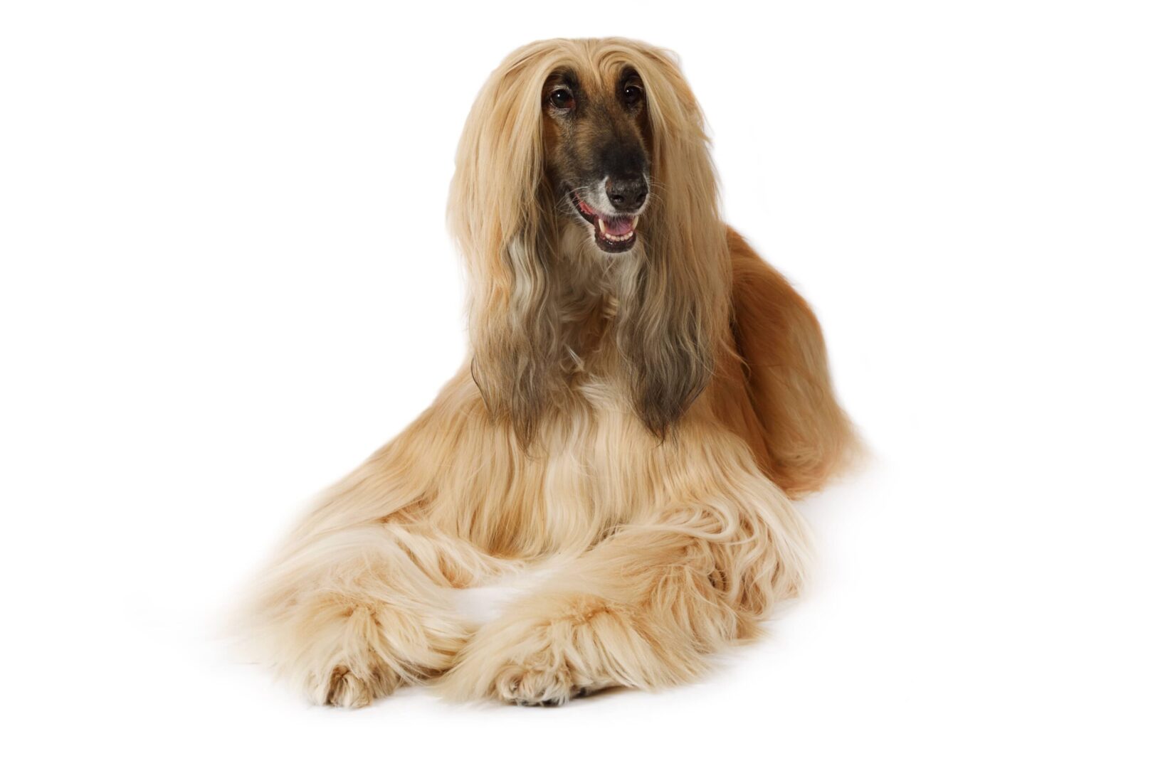 Afghan Hound