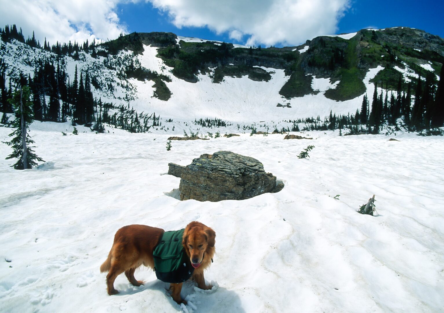 Backpacking Dogs