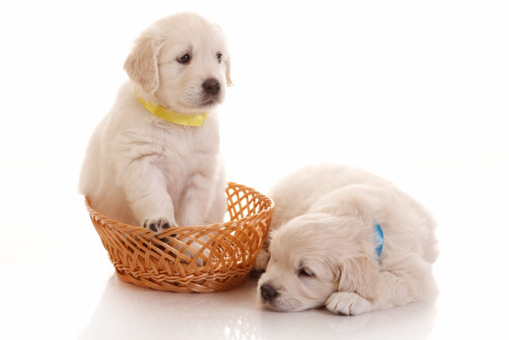 5-fun-things-to-do-with-puppies-simply-for-dogs