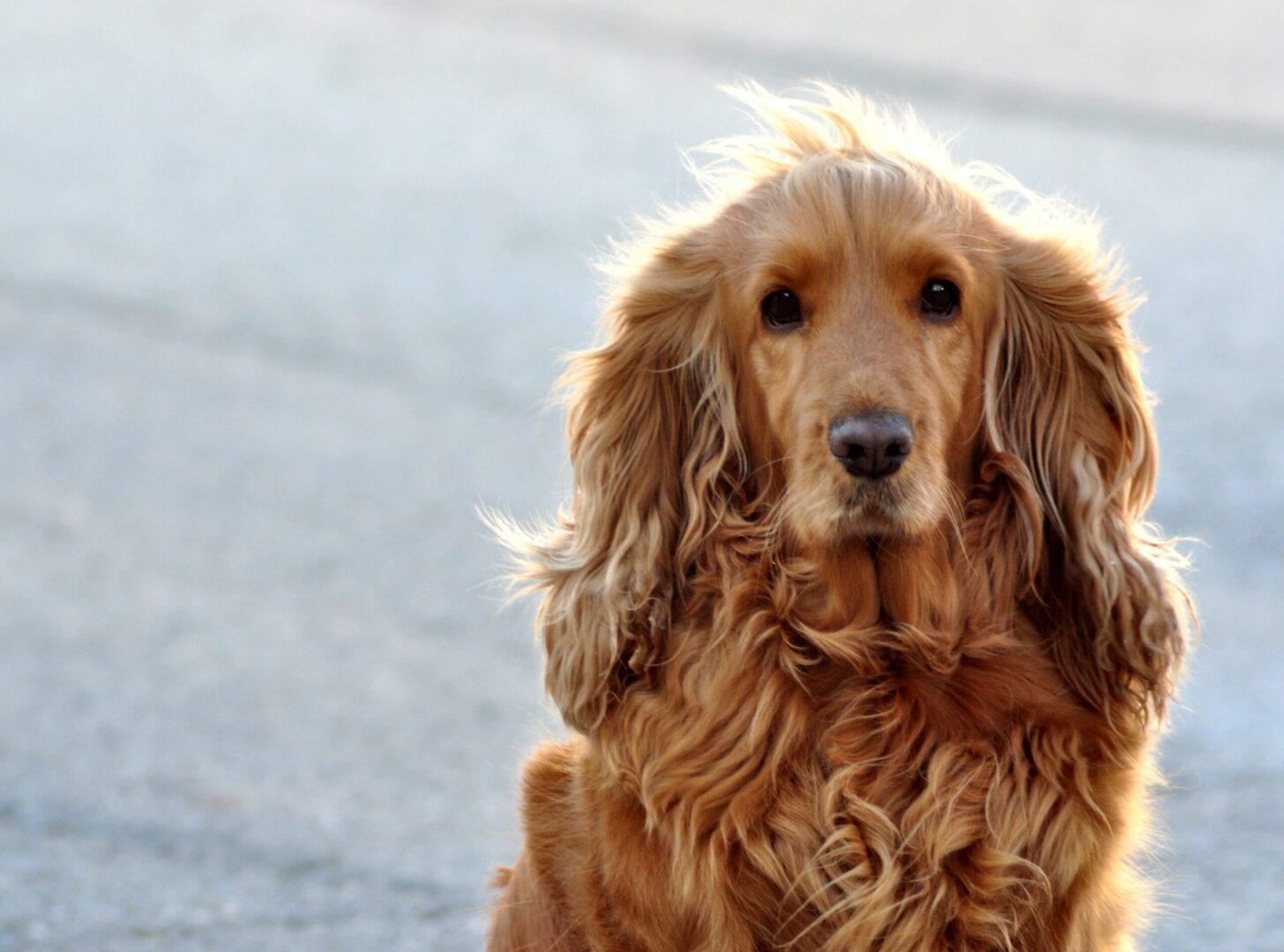 Sussex Spaniel