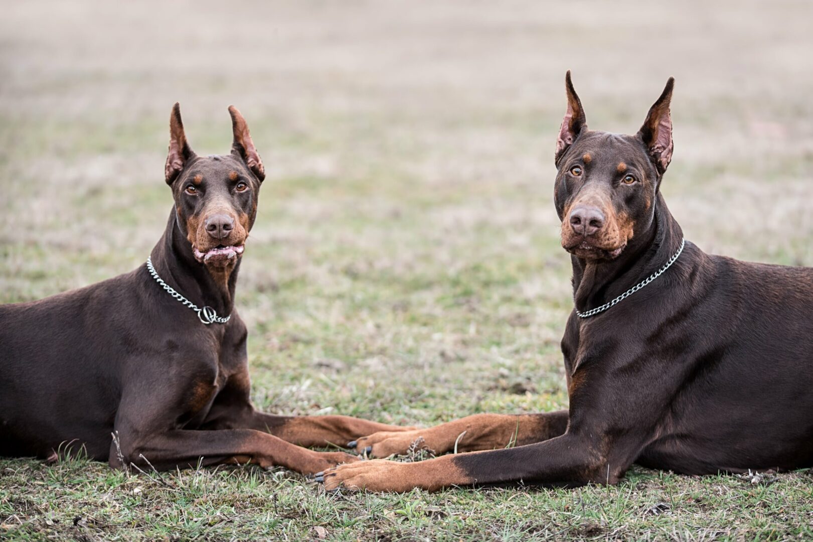 German Pinscher