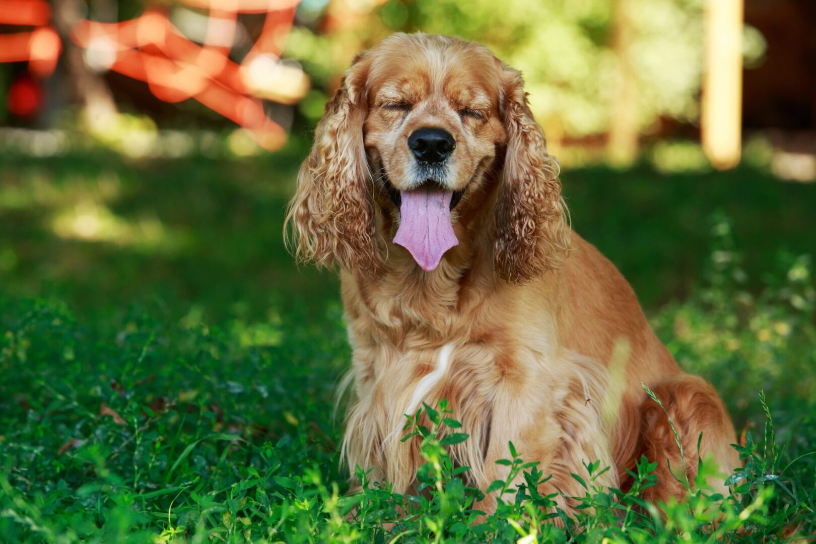 Cocker Spaniel