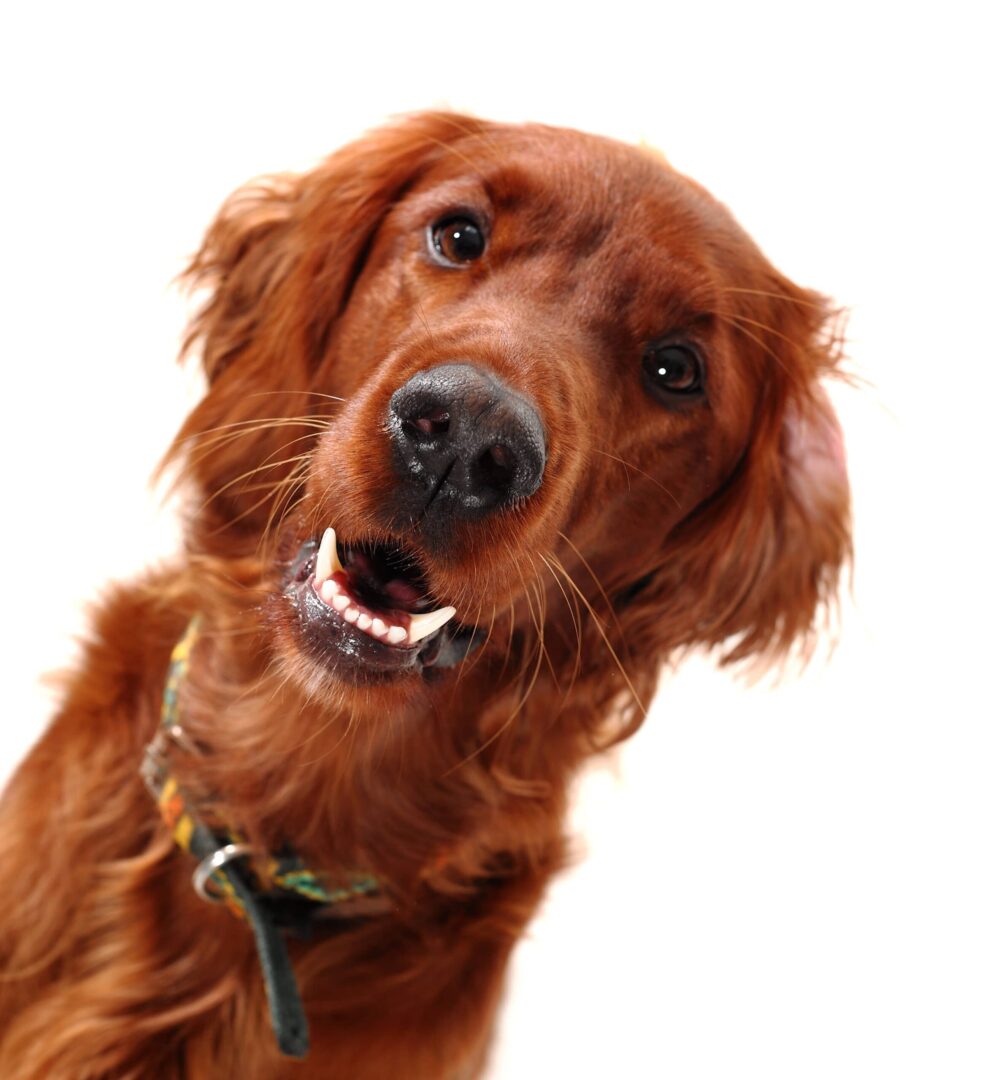 Irish Setter