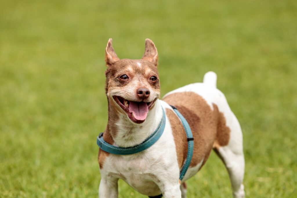 teddy roosevelt terrier pictures