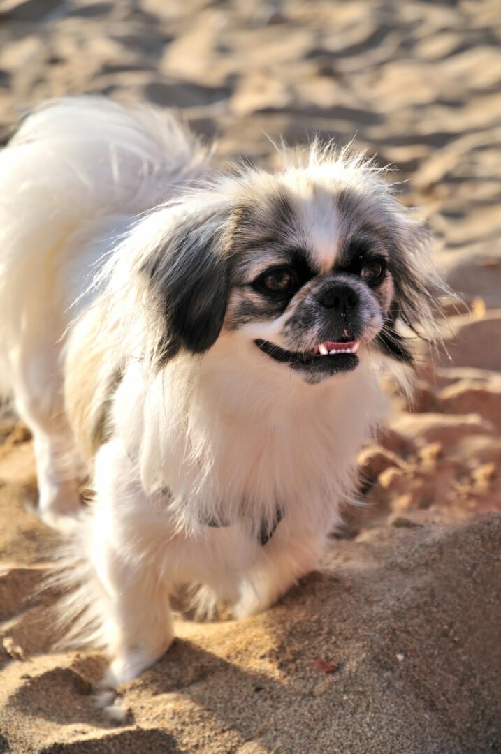 Japanese Chin