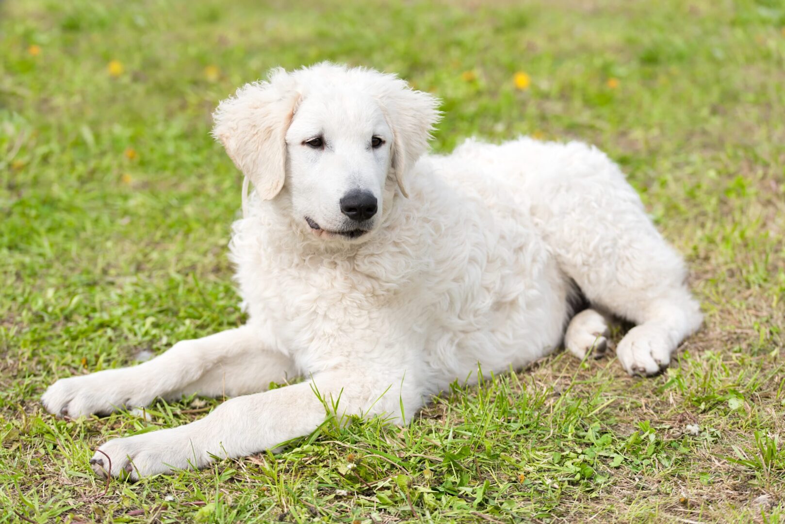 Kuvasz