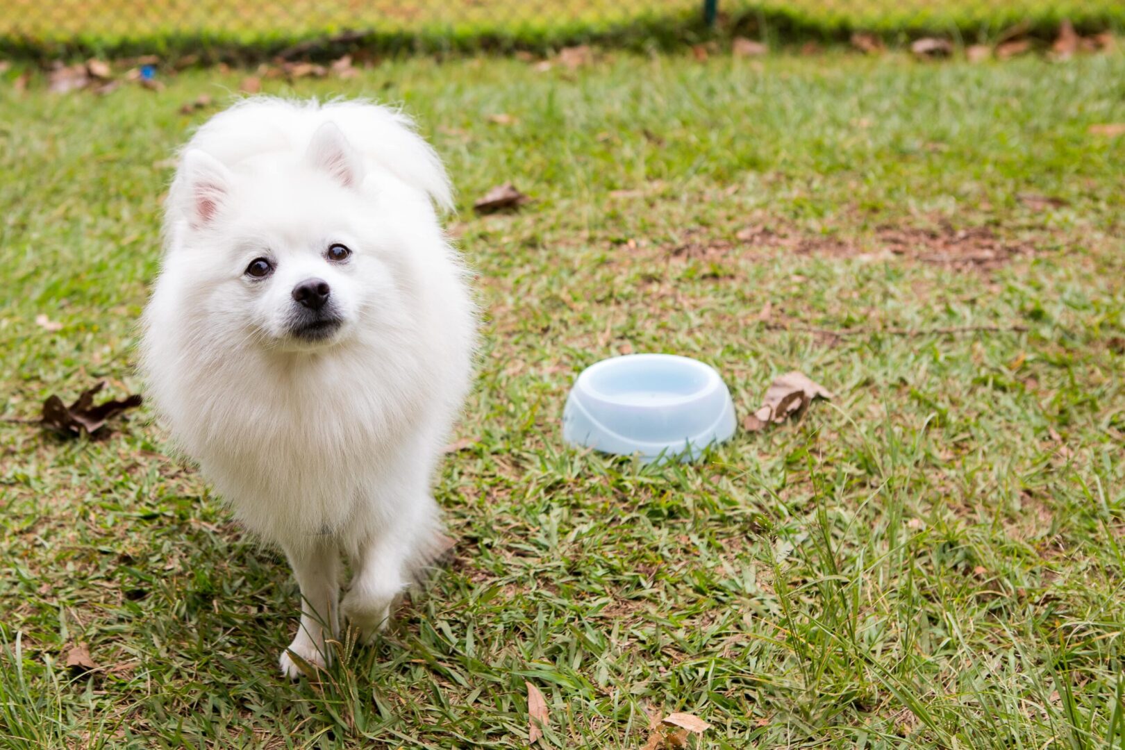 American Eskimo Dog