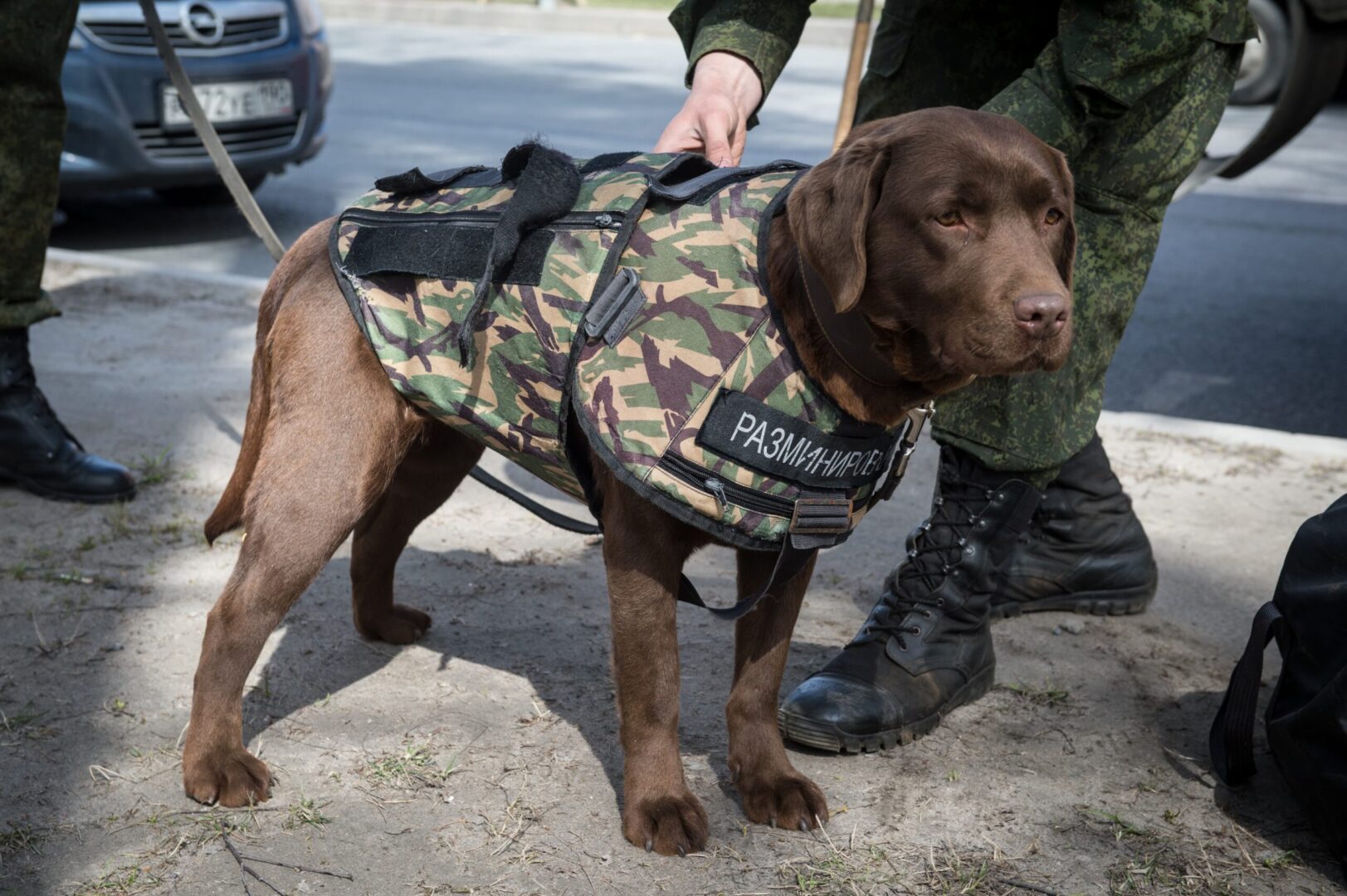 Service Dogs