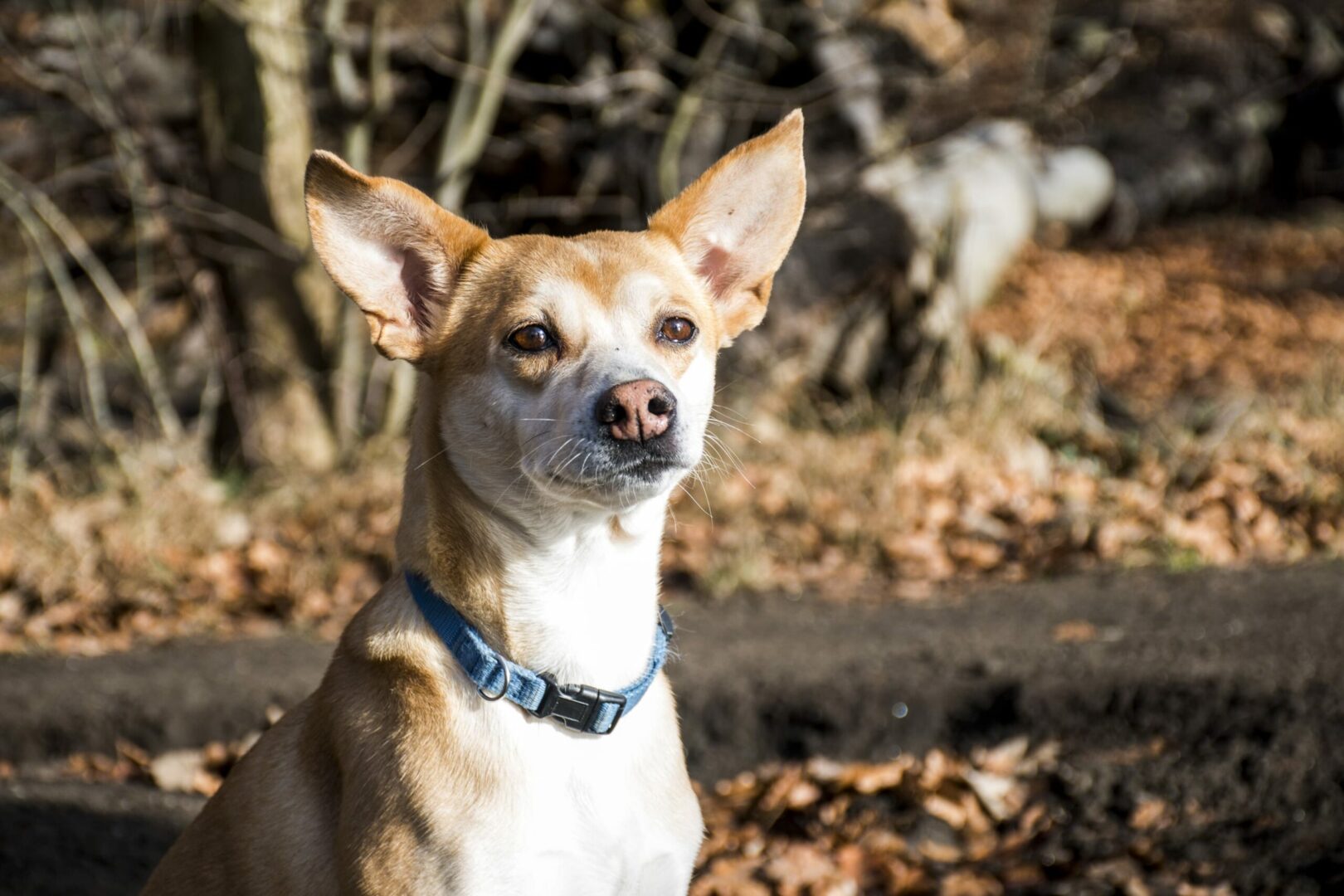 Portuguese Podengo Pequeno