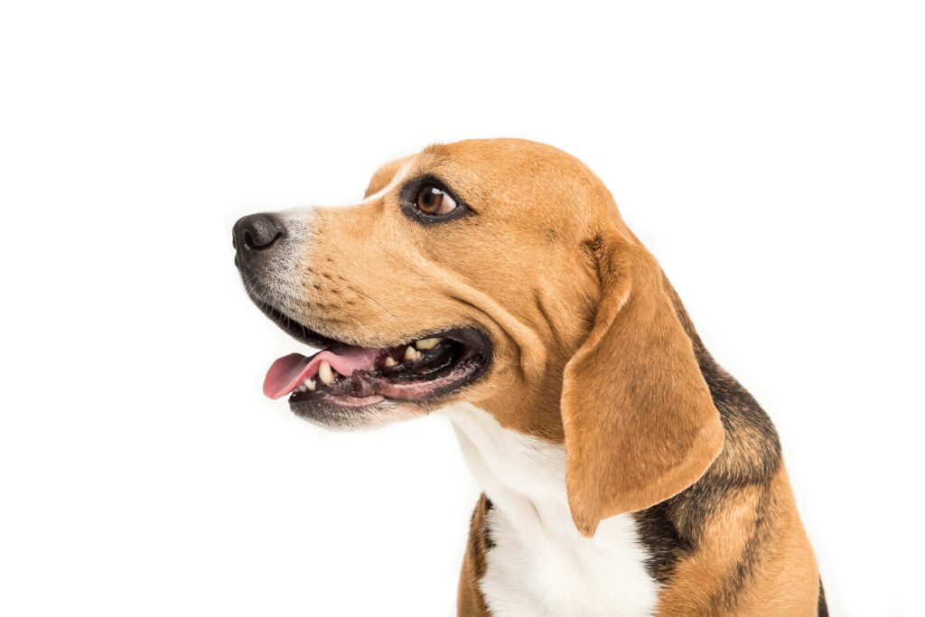 5 Remedies For Canine Car Sickness Simply For Dogs