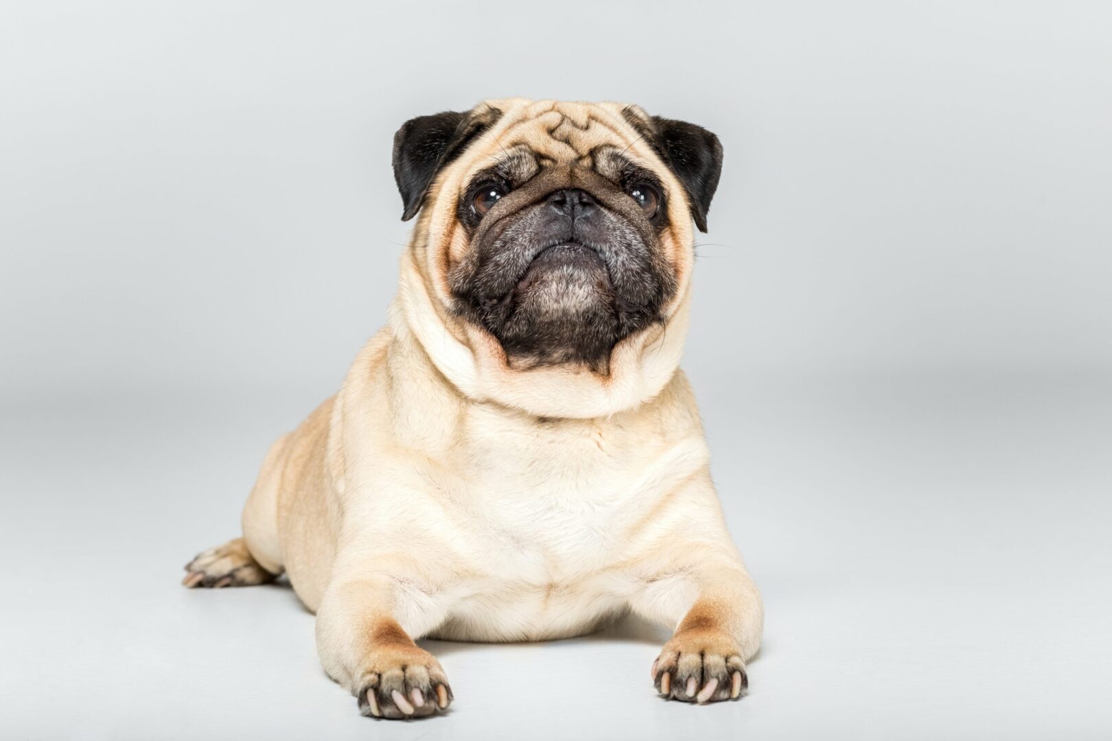 Pug