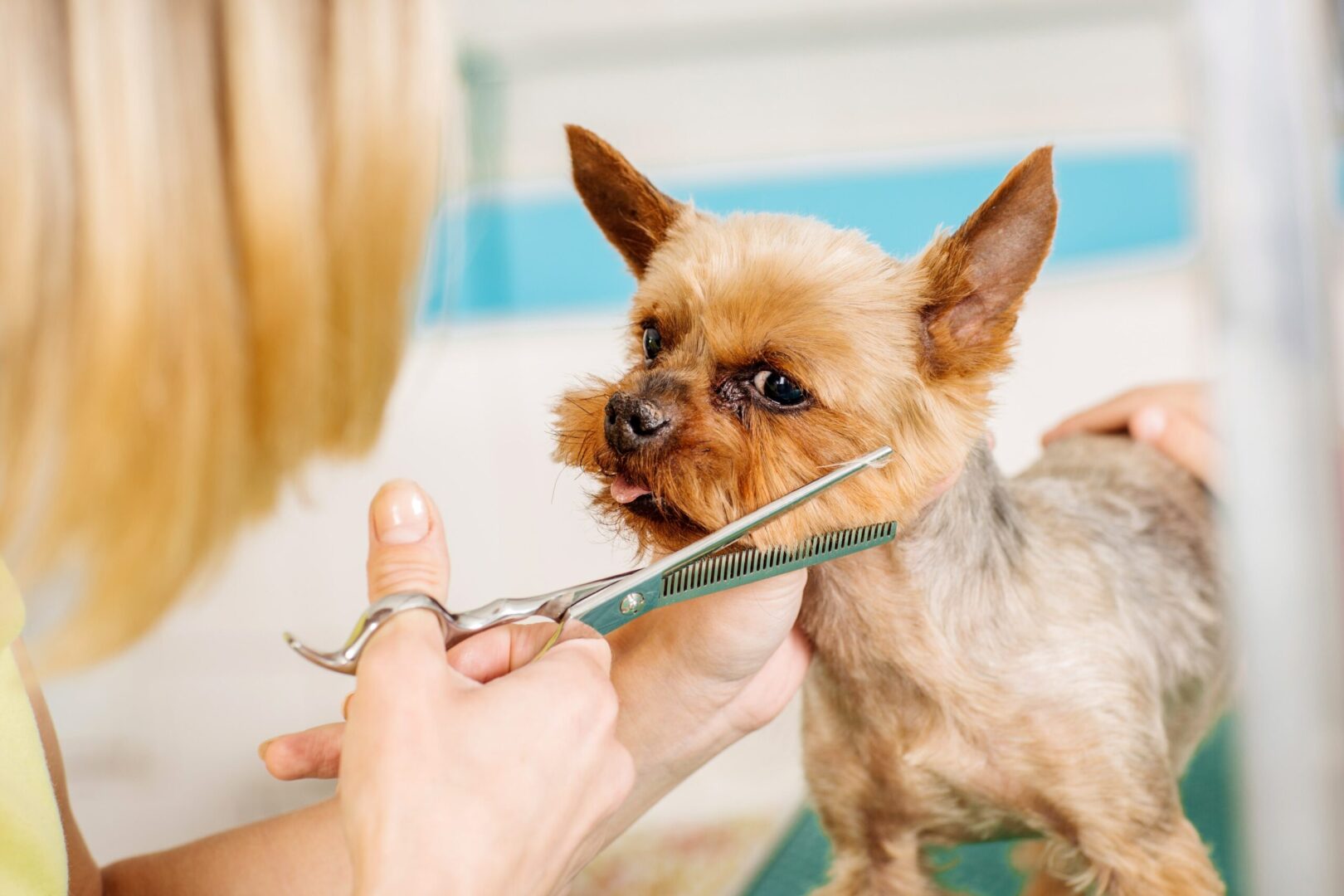 Dog Shedding