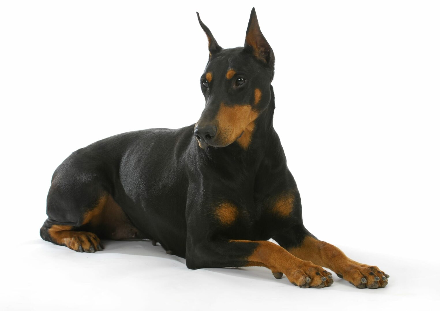 Doberman