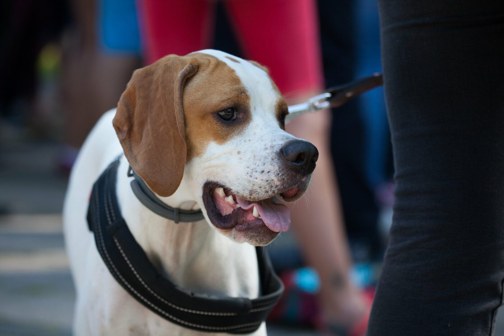 Treeing Walker Coonhound