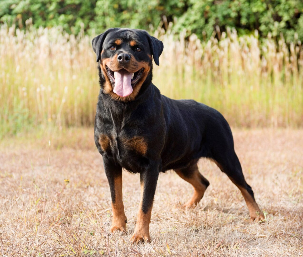 Rottweiler