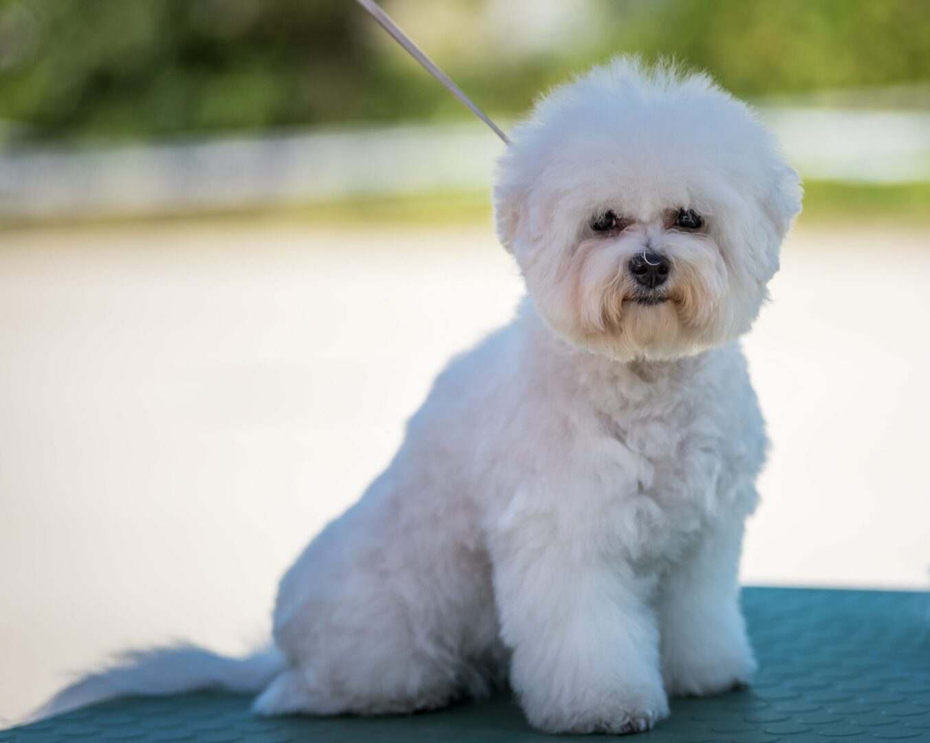 Bichon Frise