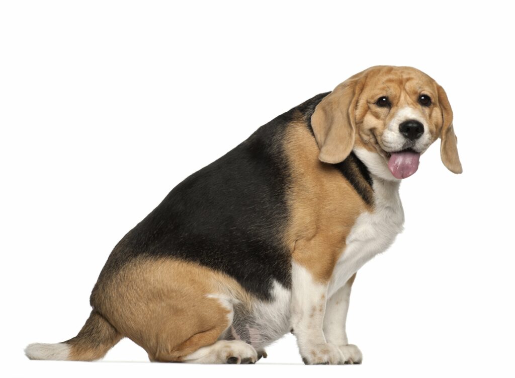 fattest basset hound