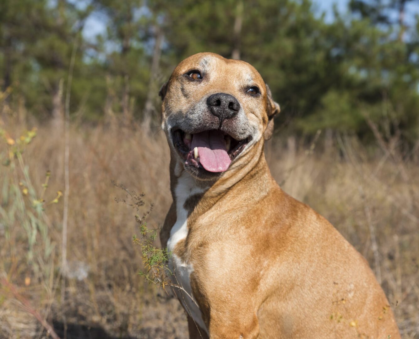 Pregnant Pit Bulls