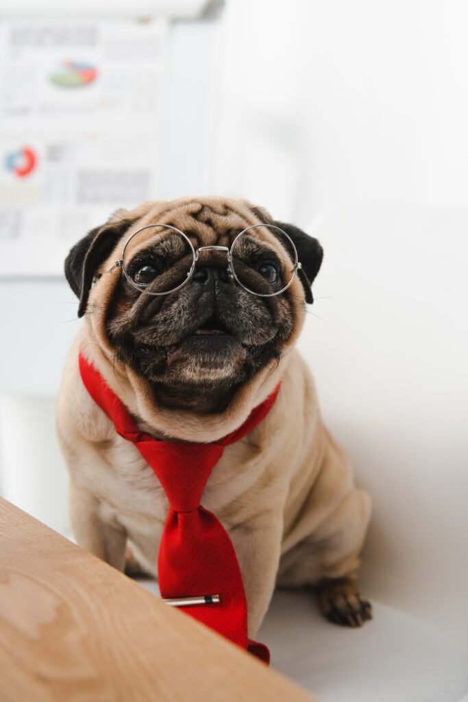 15 Amazing Dog Jobs Simply For Dogs