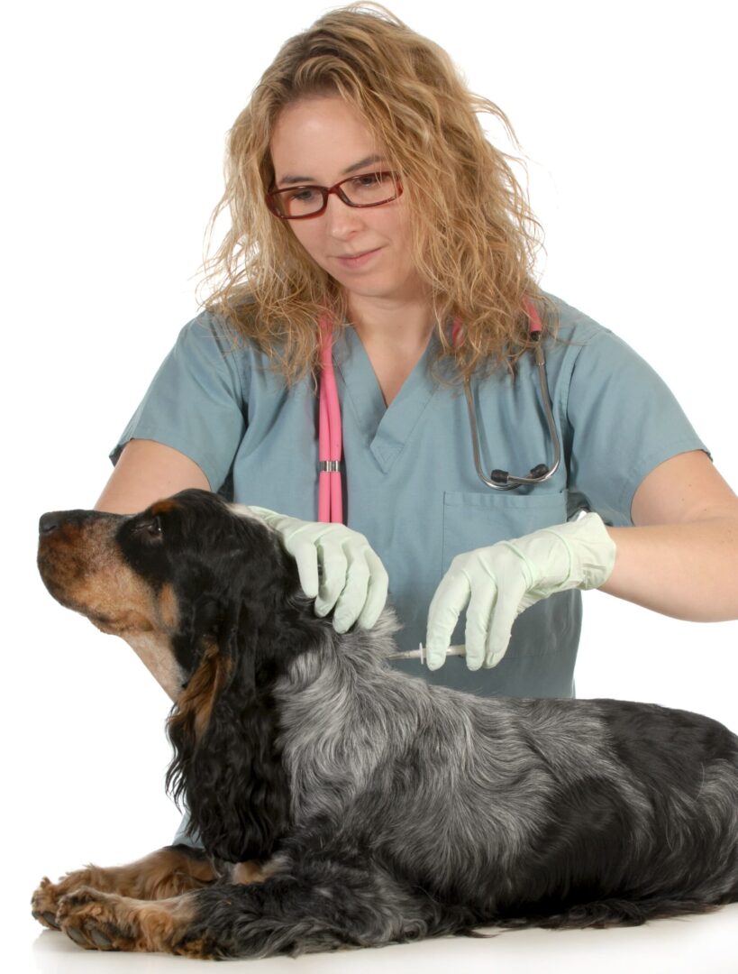 Canine Illness