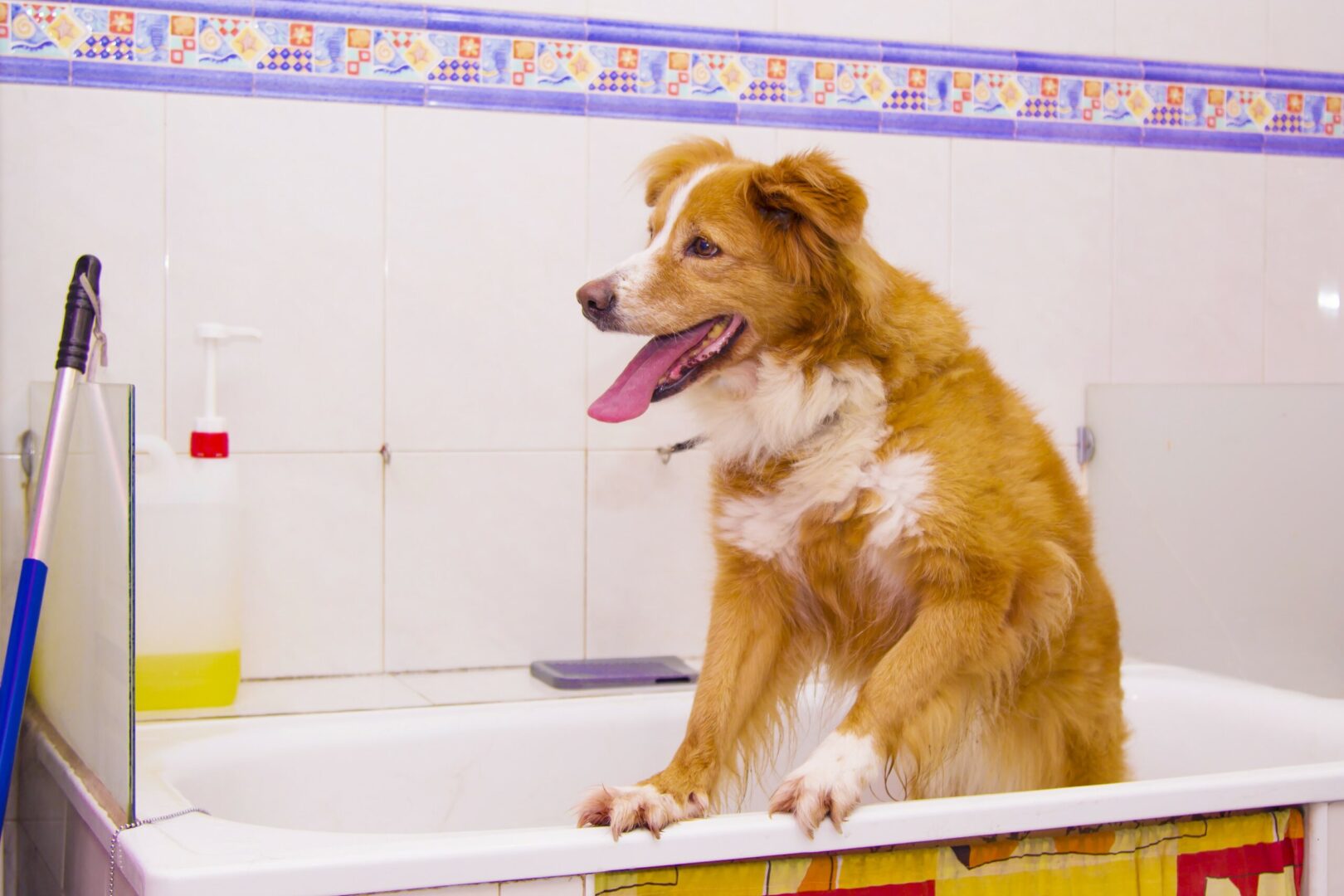 Dog’s Bathroom Habits