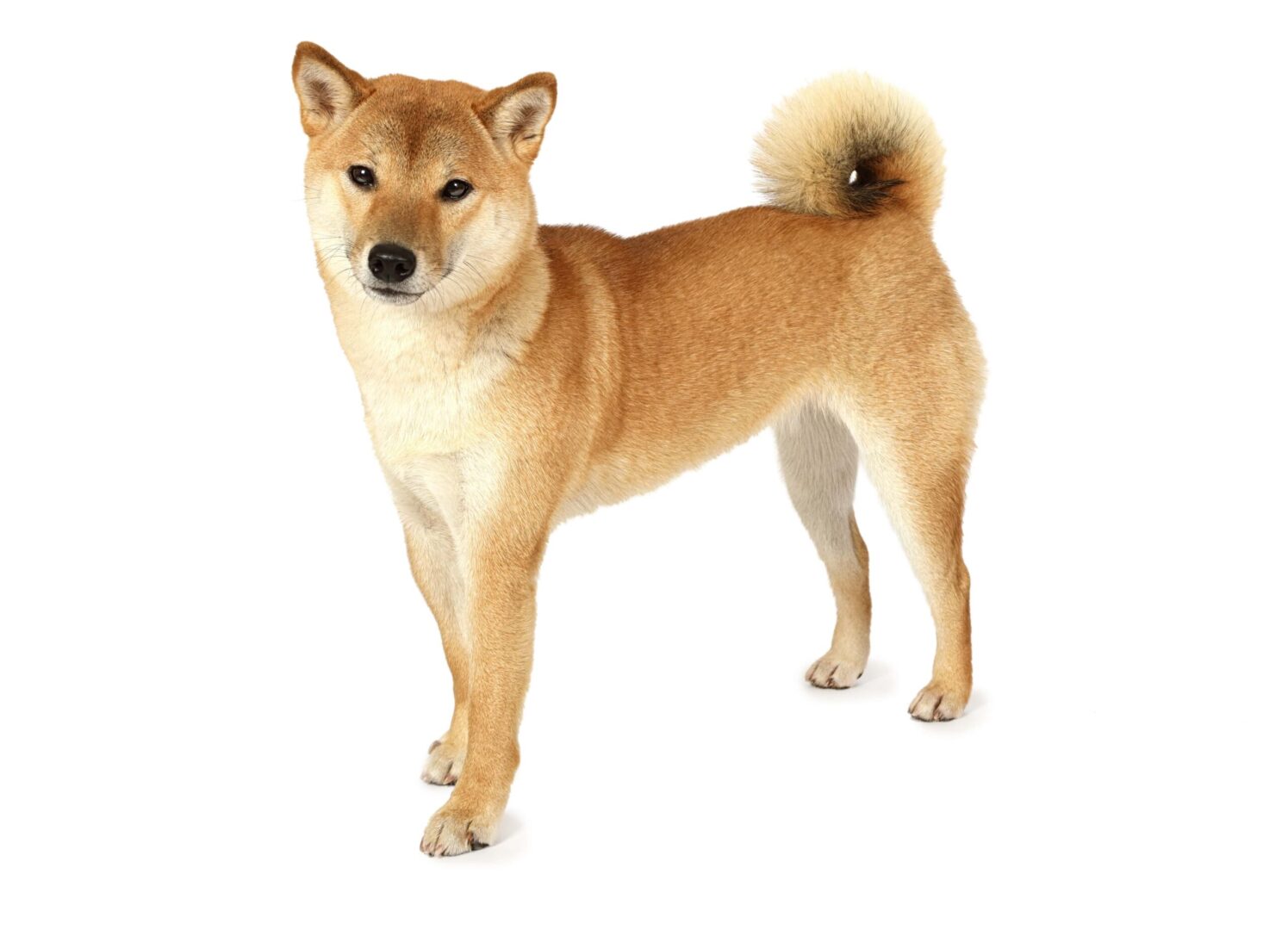 Shiba Inu