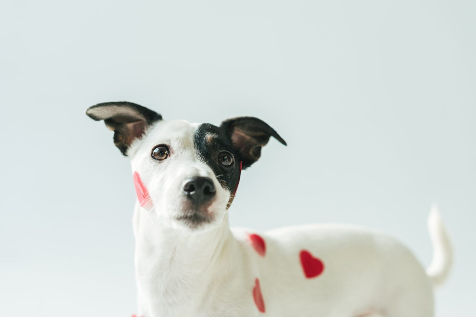 Parson Russell Terrier