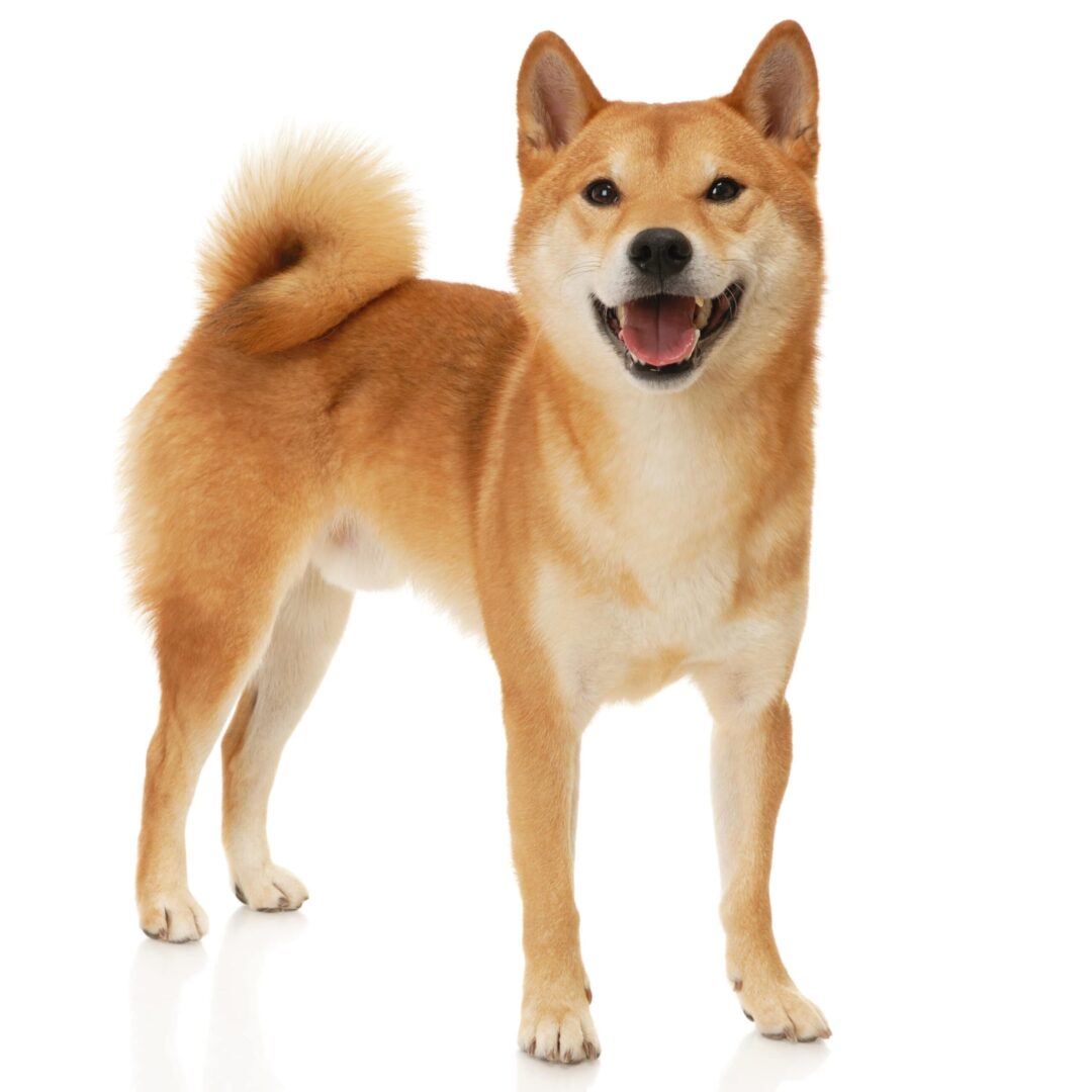 Shiba Inu