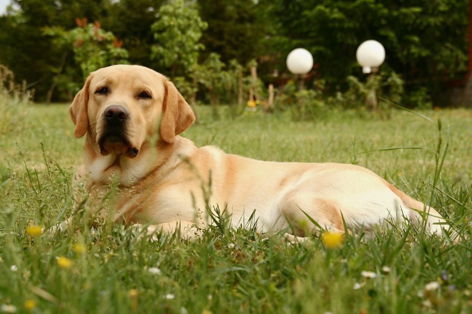 Labrador Retriever