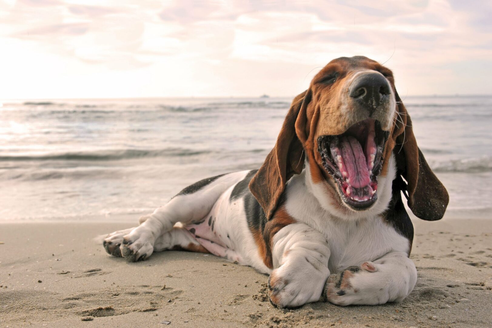 Basset Hound