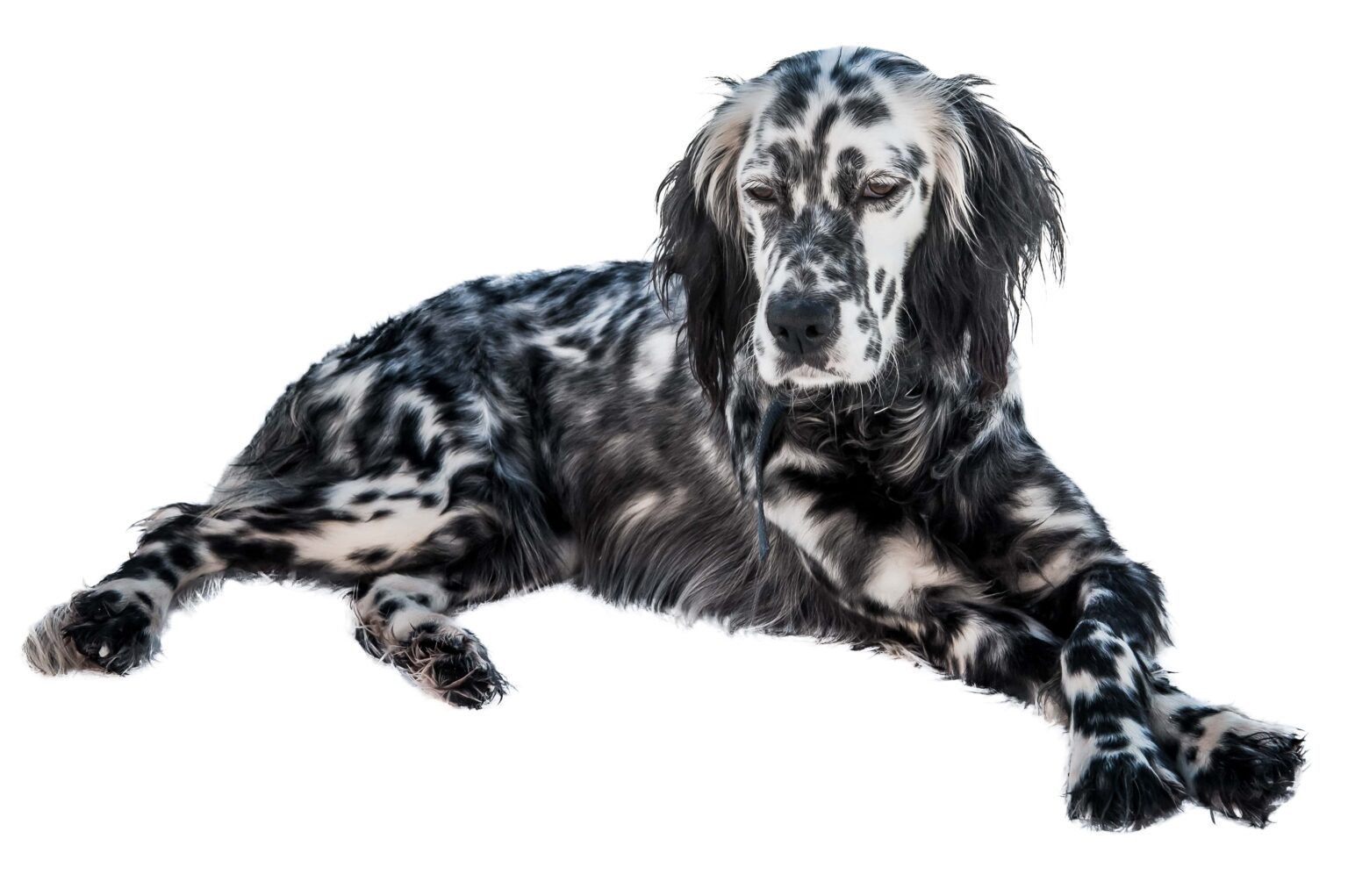 35 Dog Breeds with Spotted Tongues (Detailed Information) Simply For Dogs