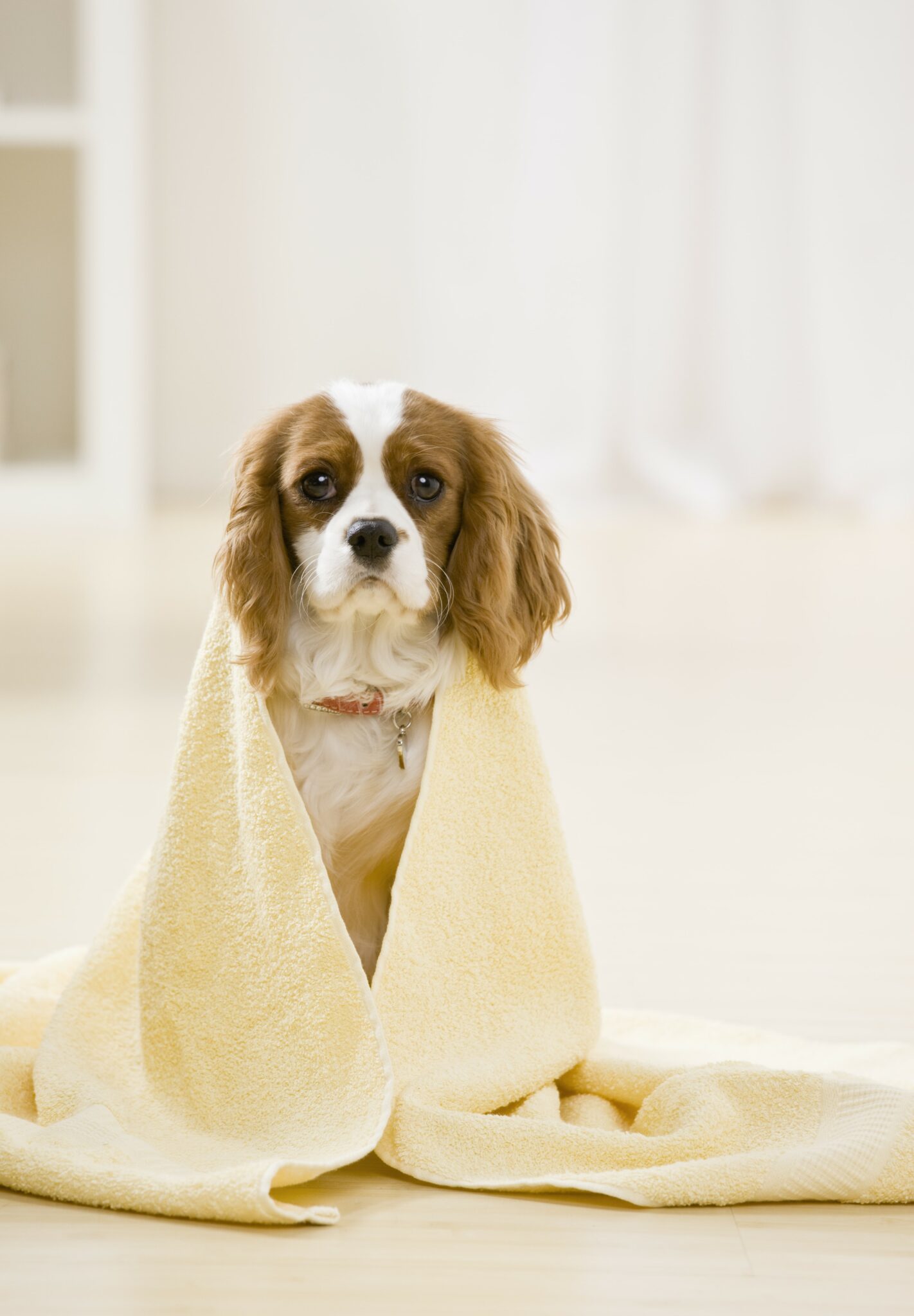megaesophagus-in-dogs-time-effects-risks-simply-for-dogs