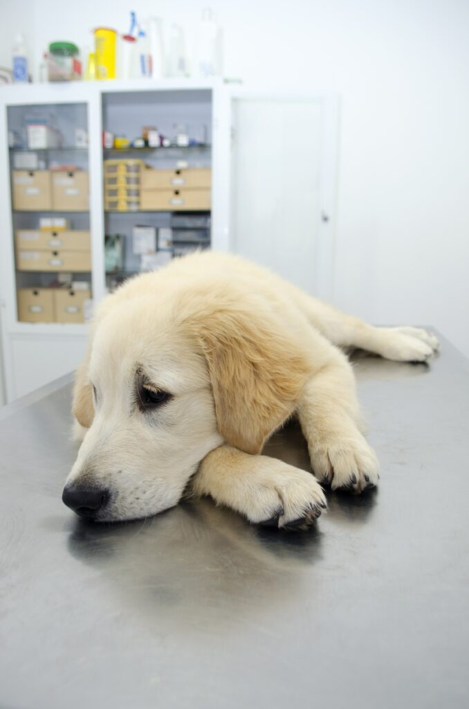 Quick Infection. Dogs Quick Hookworm Infection in Dogs (Quick Prevent) - Simply For Dogs