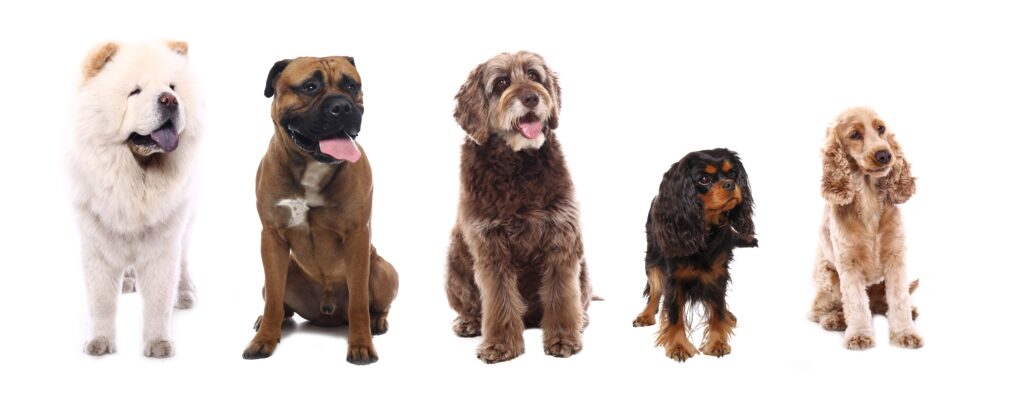 5 Mixed Breeds Gaining in Popularity with Dog Experts - Simply For Dogs