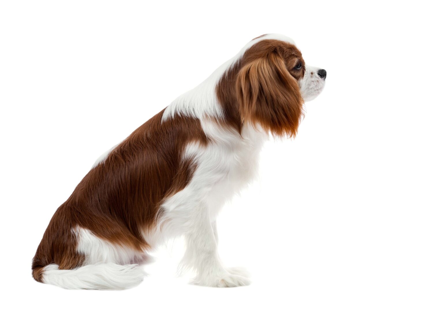 Cavalier King Charles Spaniel