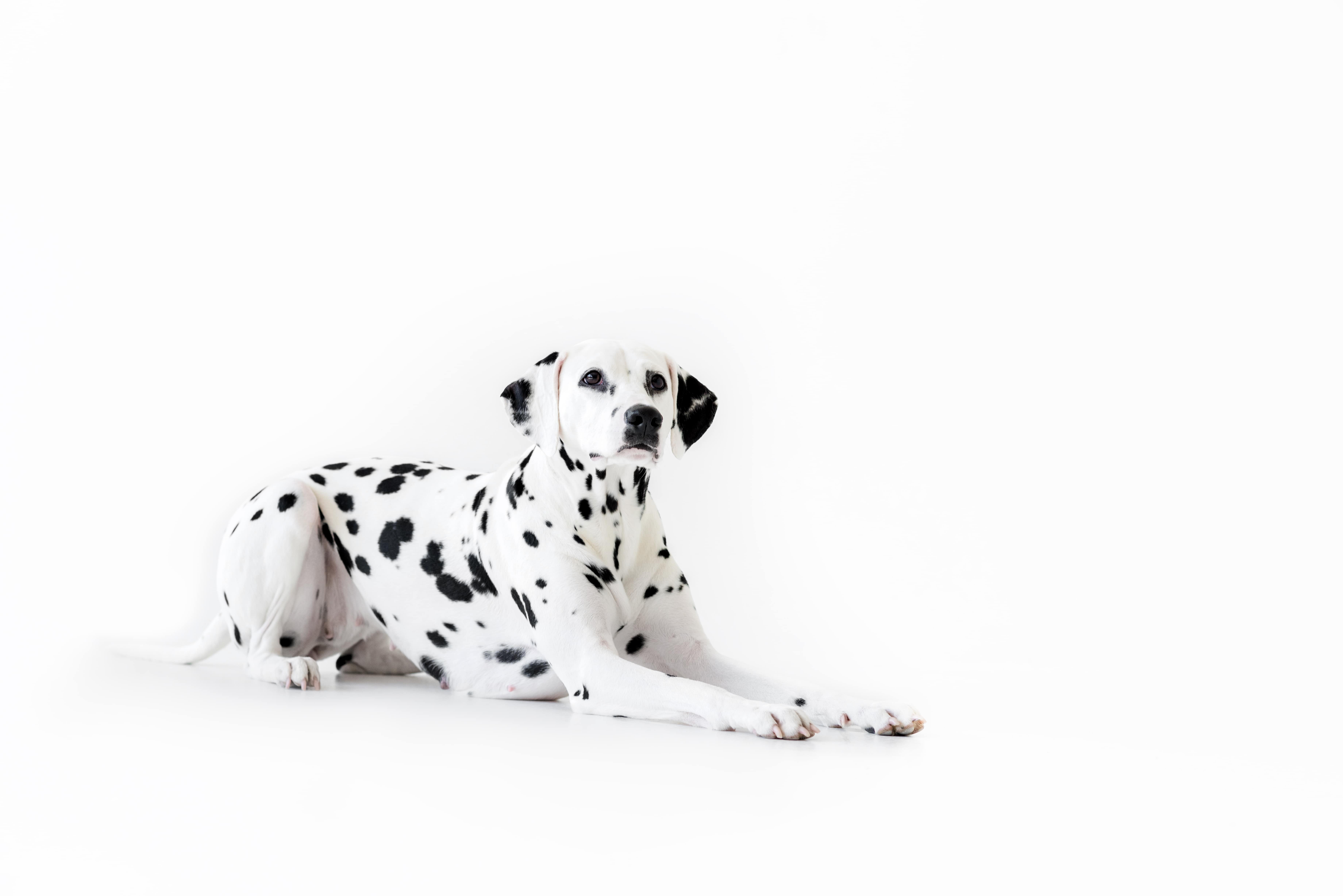 Dalmatian