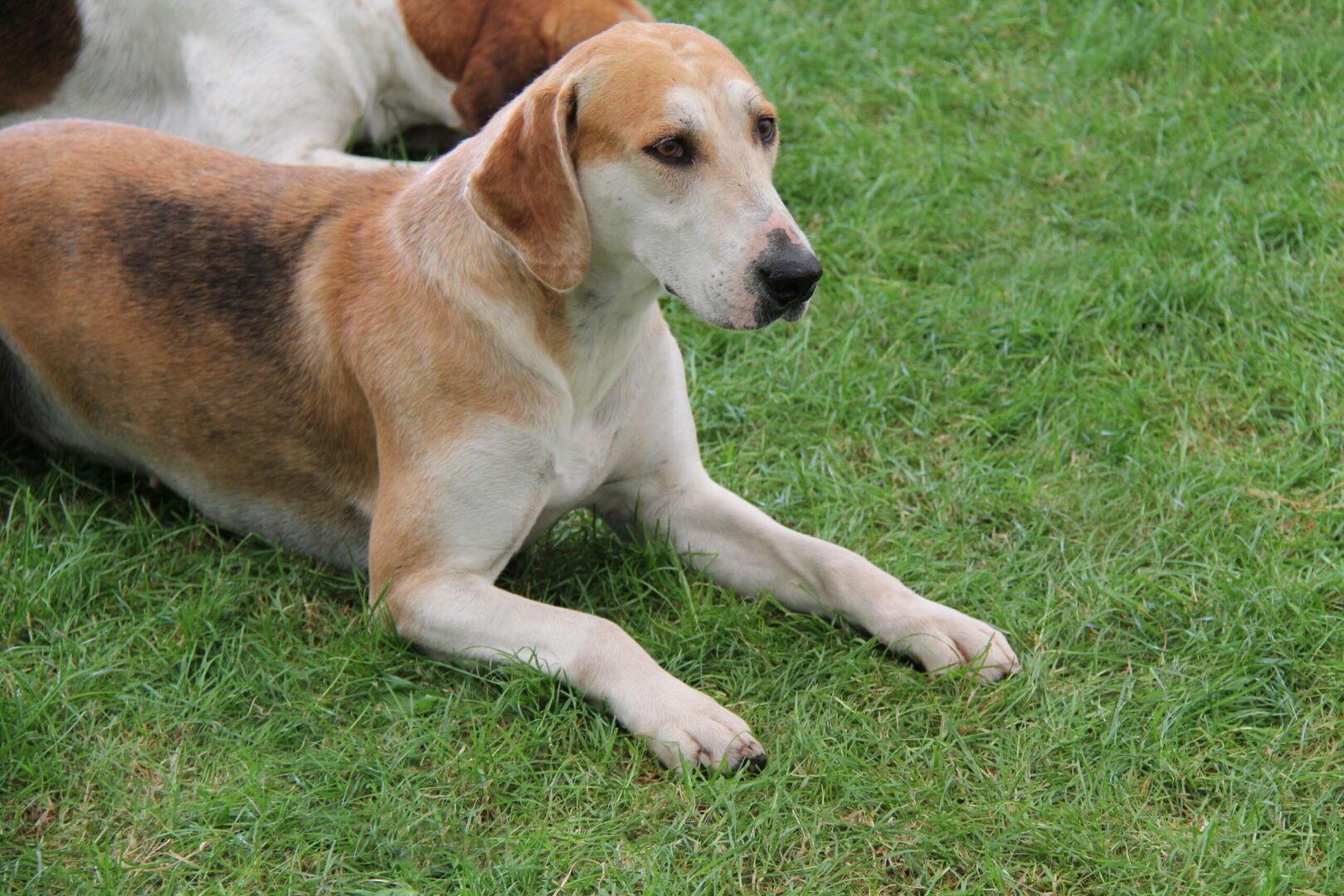 English Foxhound