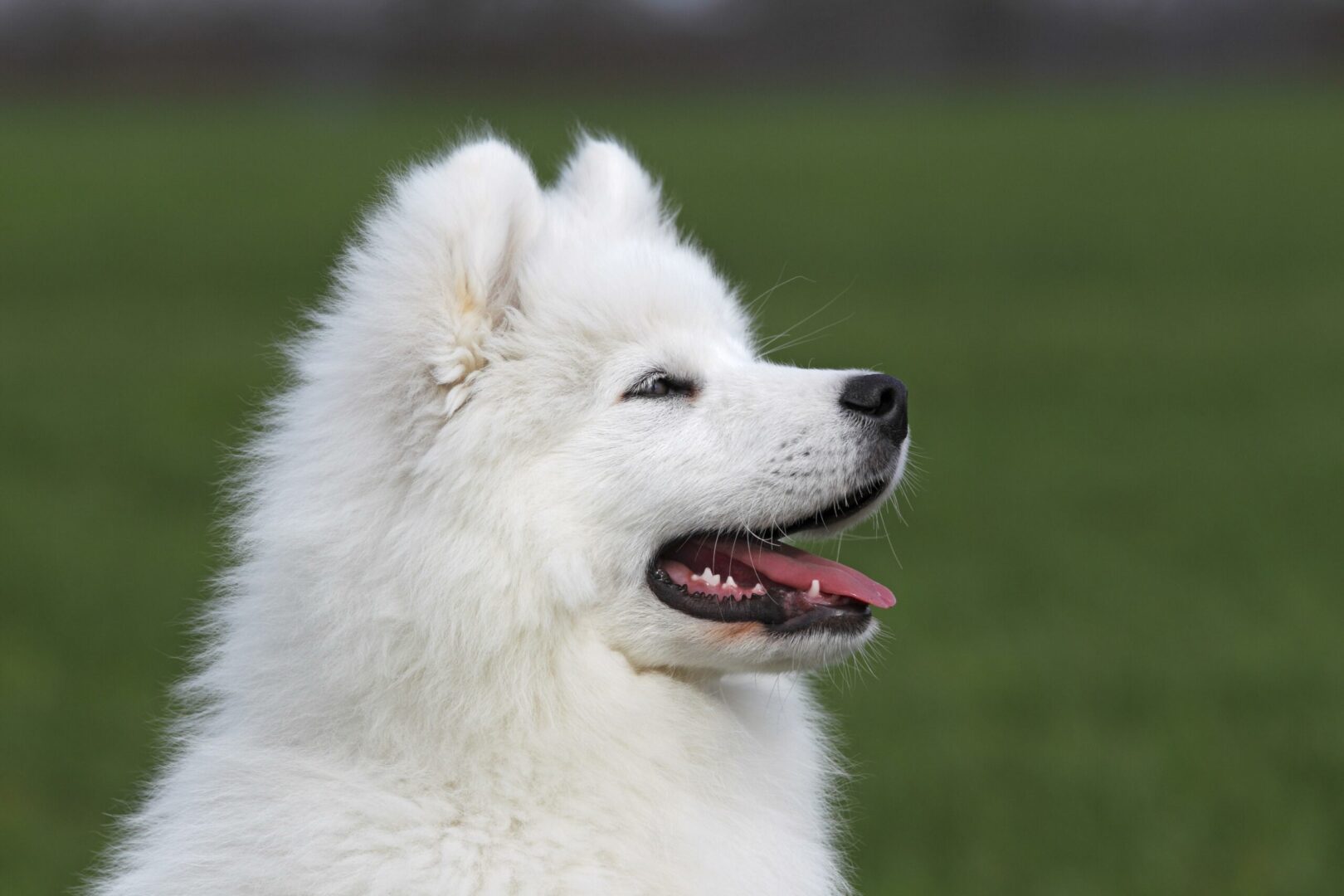 Samoyed