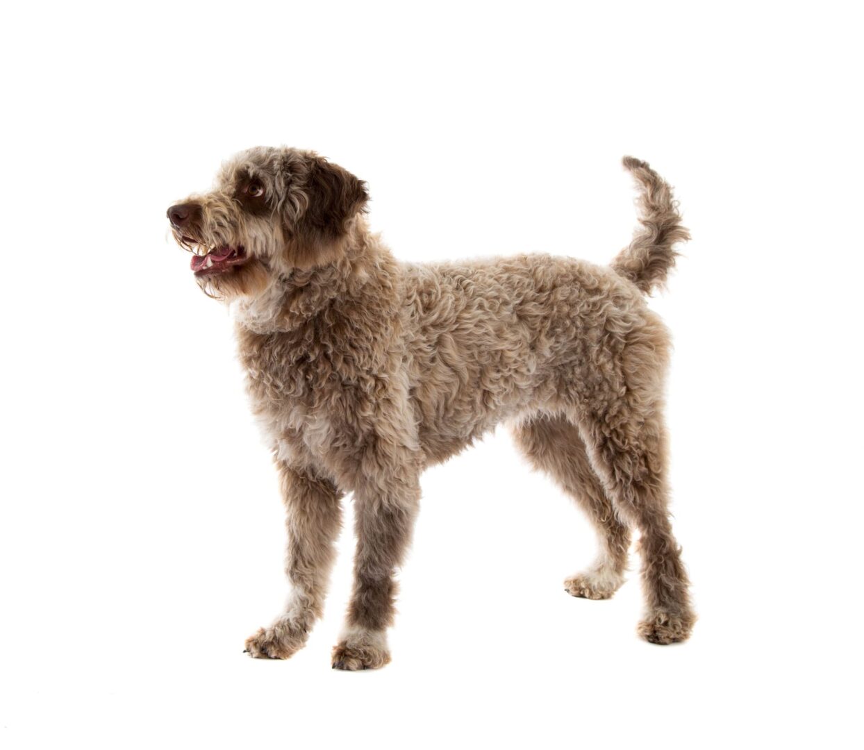 Lagotto Romagnolo