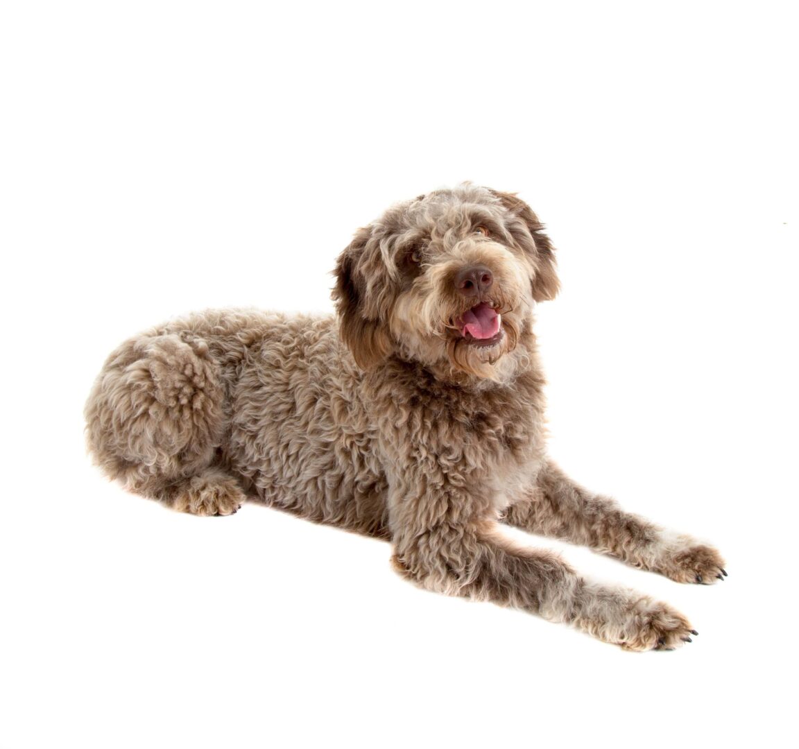 Lagotto Romagnolo