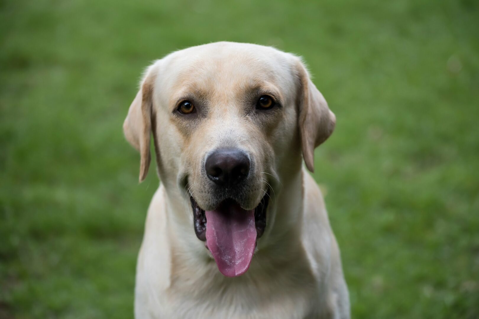 Labrador Retriever Studies